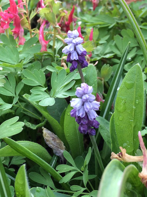2021-04-10 Muscari.jpg