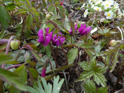 Cyclamen pseudoibericum 210407 k.jpg