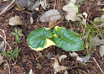 2021-04-10 Arum maculatum 'Lady of Devon'.jpg