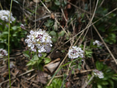 Thlaspi caerulescens 210409 k.jpg
