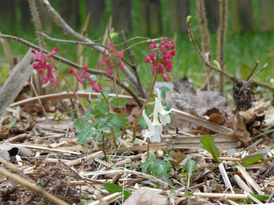 2021-04-10 Corydalis 2.jpg