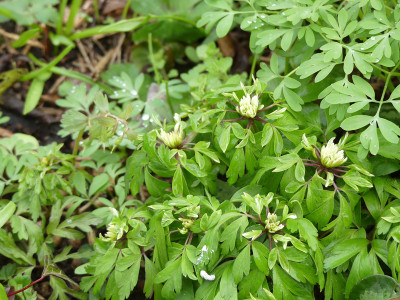 2021-04-10 Anemone nemorosa 'Virescens' 1.jpg