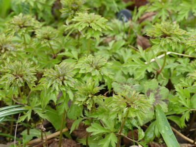2021-04-10 Anemone nemorosa 'Virescens' 3.jpg