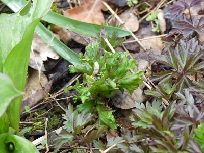 2021-04-10 Anemone nemorosa 'Deisterglut' 1.jpg