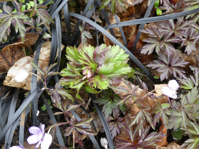 2021-04-10 Anemone nemorosa 'Dark Leaf' 1.jpg