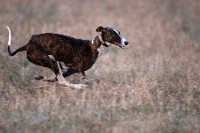 Thomalla_Hunde_34_forum.jpg