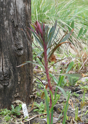 2021-04-10 Euphorbia characias 'Red Dragon'.jpg