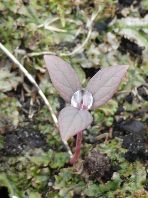 2021-04-10 Paeonia obovata.jpg