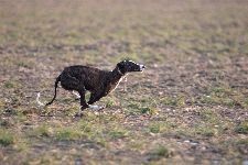 Thomalla_Hunde_11_forum.jpg