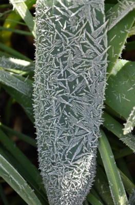 DSC_4671-Frost-Tulpenblatt_01.JPG