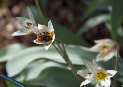 DSC_4722-Tulipa turkestanica-WB.JPG