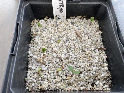 Ostrya carpinifolia Germination April 2021.JPG