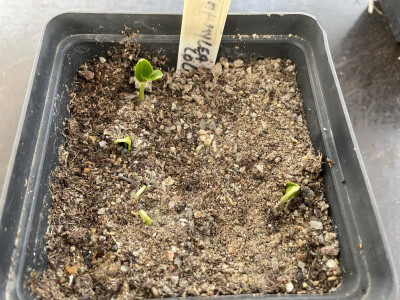 Staphylea colchica Germination April 2020.jpg