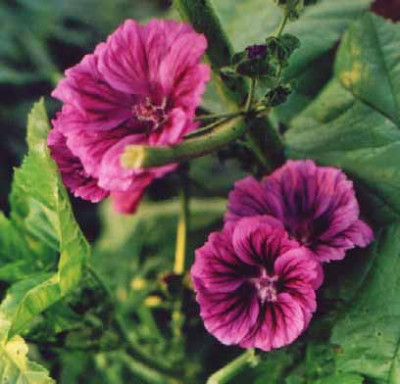 Malva_sylvestris_Kopie.jpg