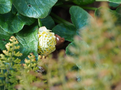 Ranunculus ficaria Kap Horn P4090237.JPG
