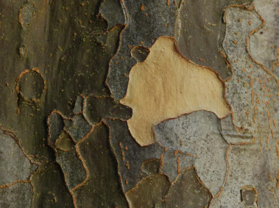 Parrotia-persica.jpg