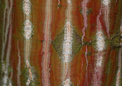 Acer-rufinerve-.jpg