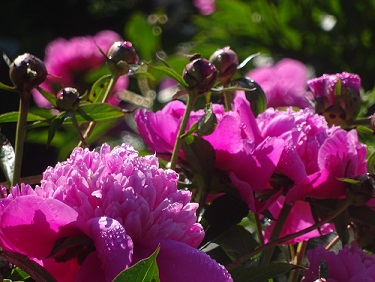 päonia rosa_2.jpg