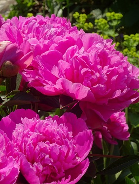 päonia rosa_1.jpg