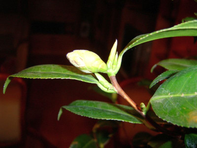 STA52256.JPG