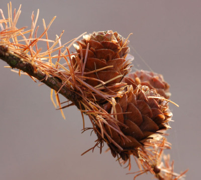 Larix-kaempferi-211107.jpg