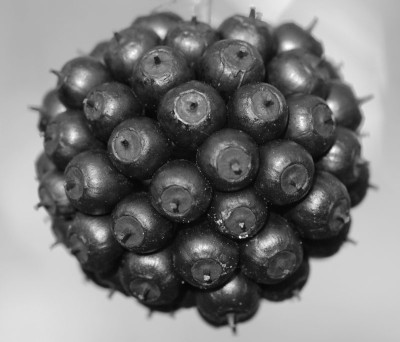 Eleutherococcus-setchuenensis-Boga--211107-sw.jpg