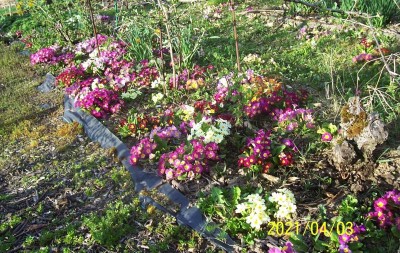 100_8527 Primel unter Stachelbeeren.jpg