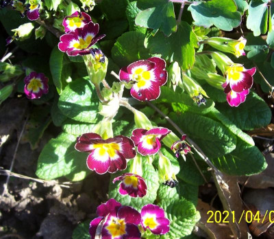 100_8540 Lieblingsprimel.jpg
