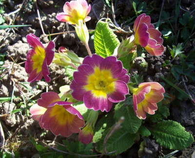 100_8546 Primel mit Krönchen.jpg