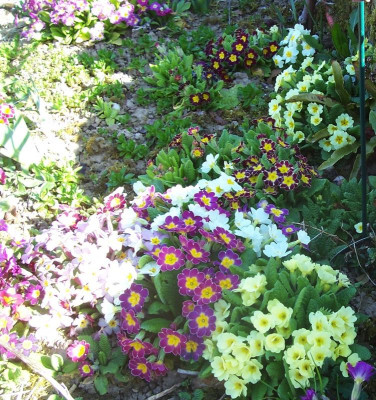 100_8538 Primel bunte Mischung.jpg