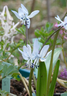 2021-04-11 Scilla rosenii 1.jpg