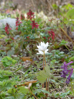 2021-04-11 Sanguinaria canadensis 1.jpg