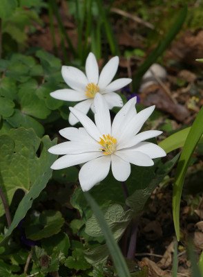 2021-04-11 Sanguinaria canadensis 'Sparkling Pink' 1.jpg