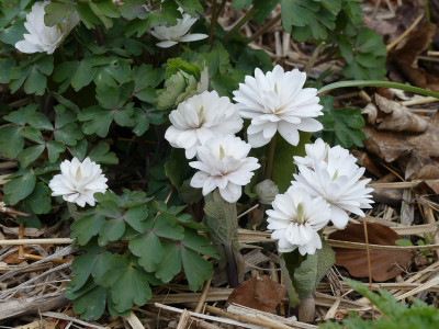 2021-04-11 Sanguinaria canadensis 'Multiplex' 1.jpg