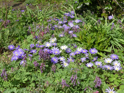 2021-04-11 Anemone blanda 1.jpg