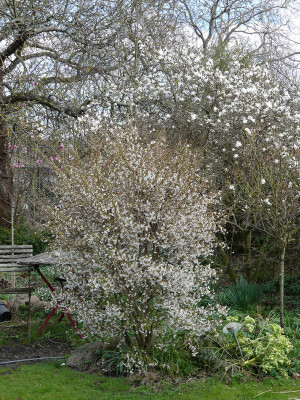 2021-04-11 Prunus incisa 'Kojou-no-mai' 1.jpg