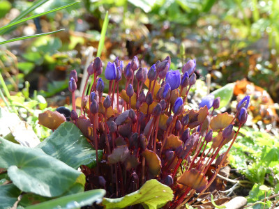 2021-04-11 Jeffersonia dubia 2.jpg