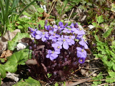 2021-04-11 Jeffersonia dubia 3.jpg