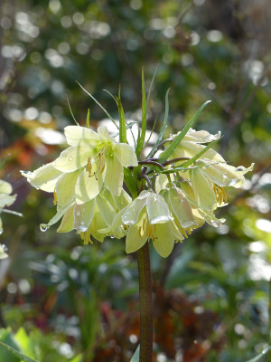 2021-04-11 Fritillaria raddeana 3.jpg