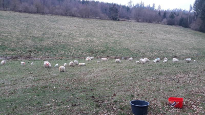 IMG-20210410-WA0007.jpeg
