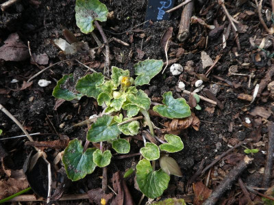Ranfic 'Lambrook Variegated' 210411.JPG