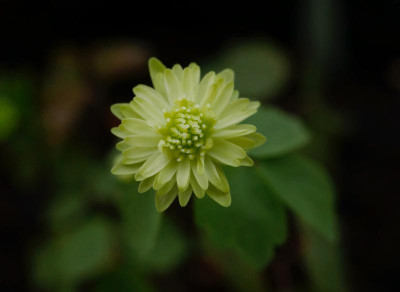 anemonella-thalictroides-green-double.jpeg