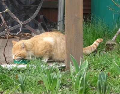 garfield01.jpg
