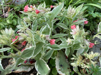 pulmonaria-david-ward.jpg