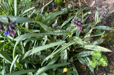 pulmonaria-longifolia-cevennensis.jpg