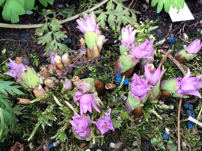 2021-04-12 Ranzania japonica.jpg
