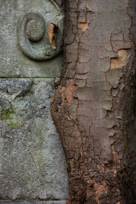 Friedhof-BaumStein.jpg