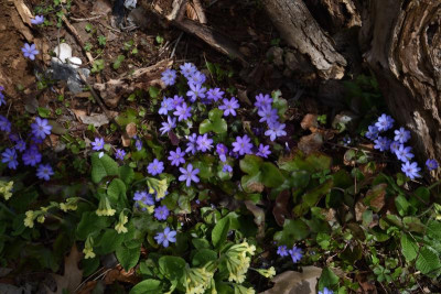 DSC_4746-Hepatica.JPG