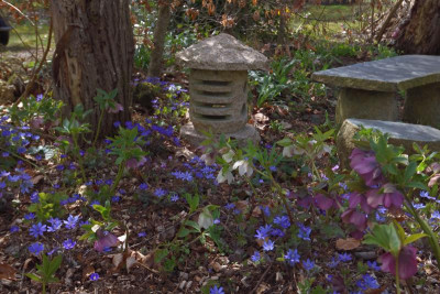 DSC_4750-Hepatica.JPG