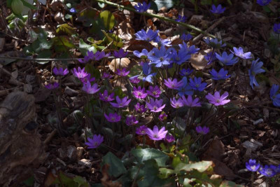 DSC_4782-Hepatica - Blau&Pink.JPG